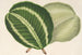 Maranta virginalis - Charles Antoine Lemaire — vista dell’opera