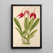Masdevallia Lindeni - Charles Antoine Lemaire — quadro incorniciato alla parete