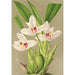 Riproduzione del dipinto Maxillaria grandiflora - Charles Antoine Lemaire