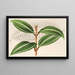 Miconia pulverulenta v trifasciata - Charles Antoine Lemaire — quadro incorniciato alla parete