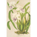 Miltonia cereola - Charles Antoine Lemaire — vista dell’opera