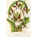 Miltonia cuneata - Charles Antoine Lemaire — vista dell’opera