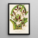 Miltonia cuneata - Charles Antoine Lemaire — quadro incorniciato alla parete