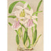 Miltonia rosea - Charles Antoine Lemaire — vista dell’opera