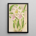 Miltonia rosea - Charles Antoine Lemaire — quadro incorniciato alla parete