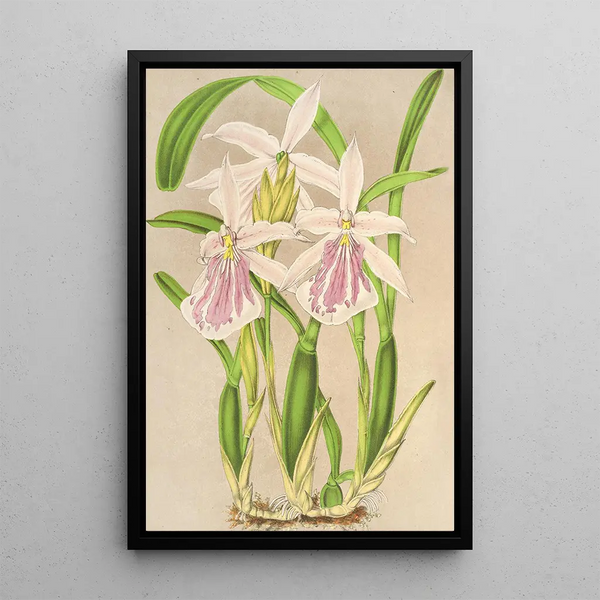 Charles Antoine Lemaire - Miltonia rosea.webp