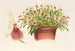 Miltonia spectabilis - Charles Antoine Lemaire — vista dell’opera