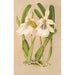 Miltonia spectabilis var virginalis - Charles Antoine Lemaire — vista dell’opera