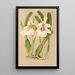 Miltonia spectabilis var virginalis - Charles Antoine Lemaire — quadro incorniciato alla parete