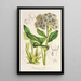 Myosotidium nobile - Charles Antoine Lemaire — quadro incorniciato alla parete