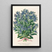 Riproduzione del dipinto Myosotis Imperatrice Elisabetta semperflorens - Charles Antoine Lemaire