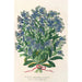 Riproduzione del dipinto Myosotis Imperatrice Elisabetta semperflorens - Charles Antoine Lemaire