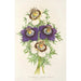 Riproduzione del dipinto Nigella hispanica variétés de la - Charles Antoine Lemaire