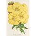 Oenothera lamarckiana - Charles Antoine Lemaire — vista dell’opera