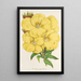 Oenothera lamarckiana - Charles Antoine Lemaire — quadro incorniciato alla parete