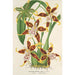 Riproduzione del dipinto Odontoglossum hallii - Charles Antoine Lemaire