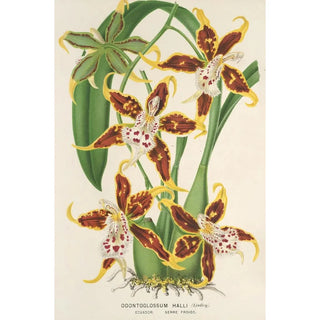 Charles Antoine Lemaire - Odontoglossum Halli.webp