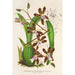 Riproduzione del dipinto Odontoglossum reichenheimii - Charles Antoine Lemaire