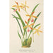 Odontoglossum wallisii - Charles Antoine Lemaire — vista dell’opera