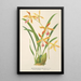 Odontoglossum wallisii - Charles Antoine Lemaire — quadro incorniciato alla parete