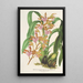 Riproduzione del dipinto Odontoglossum bictoniense var. splendens - Charles Antoine Lemaire
