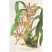 Riproduzione del dipinto Odontoglossum bictoniense var. splendens - Charles Antoine Lemaire