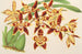 Odontoglossum luteopurpureum var. sceptrum - Charles Antoine Lemaire — vista dell’opera