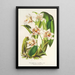 Riproduzione del dipinto Odontoglossum maxillare - Charles Antoine Lemaire