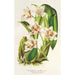 Riproduzione del dipinto Odontoglossum maxillare - Charles Antoine Lemaire