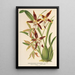 Riproduzione del dipinto Odontoglossum nevadense - Charles Antoine Lemaire