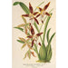 Riproduzione del dipinto Odontoglossum nevadense - Charles Antoine Lemaire