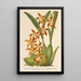 Riproduzione del dipinto Odontoglossum odoratum var. latimaculatum - Charles Antoine Lemaire