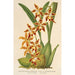 Riproduzione del dipinto Odontoglossum odoratum var. latimaculatum - Charles Antoine Lemaire