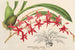 Odontoglossum roseum - Charles Antoine Lemaire — vista dell’opera