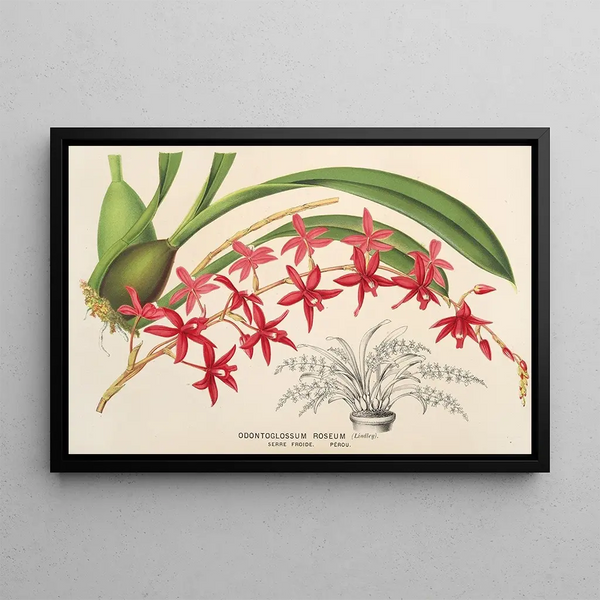 Charles Antoine Lemaire - Odontoglossum roseum.webp