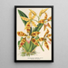 Riproduzione del dipinto Odontoglossum triumphans - Charles Antoine Lemaire