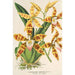 Riproduzione del dipinto Odontoglossum triumphans - Charles Antoine Lemaire