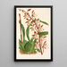 Riproduzione del dipinto Odontoglossum bictoniense - Charles Antoine Lemaire