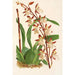 Riproduzione del dipinto Odontoglossum bictoniense - Charles Antoine Lemaire