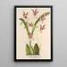 Riproduzione del dipinto Oncidium phalaenopsis - Charles Antoine Lemaire