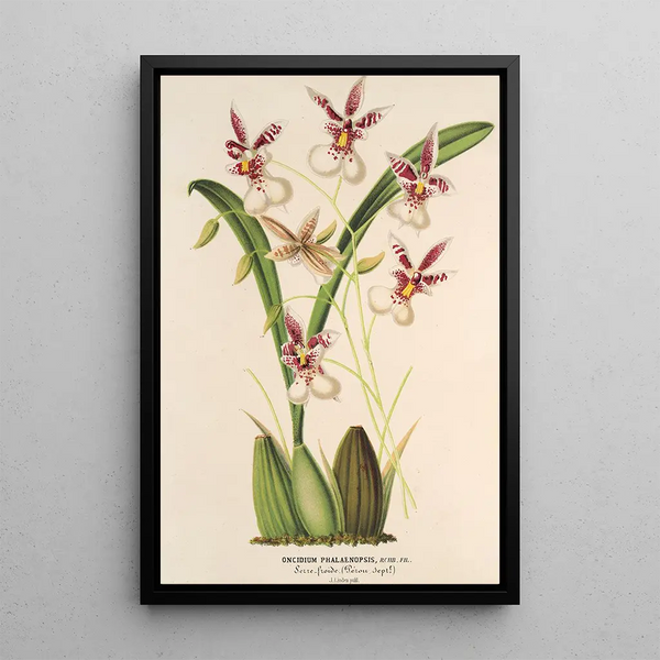 Charles Antoine Lemaire - Oncidium Phalnopsis.webp