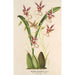 Riproduzione del dipinto Oncidium phalaenopsis - Charles Antoine Lemaire