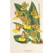 Oncidium bicallosum - Charles Antoine Lemaire — vista dell’opera