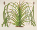 Pandanus mauritianus - Charles Antoine Lemaire — vista dell’opera