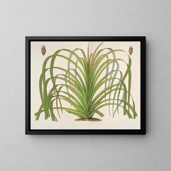 Pandanus mauritianus - Charles Antoine Lemaire — quadro incorniciato alla parete
