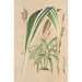 Panicum plicatum fol. niveovittatis - Charles Antoine Lemaire — vista dell’opera