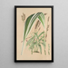 Panicum plicatum fol. niveovittatis - Charles Antoine Lemaire — quadro incorniciato alla parete