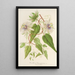 Riproduzione del dipinto Passiflora baraquiniana - Charles Antoine Lemaire