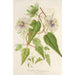 Riproduzione del dipinto Passiflora baraquiniana - Charles Antoine Lemaire
