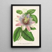 Riproduzione del dipinto Passiflora imperatrice Eugénie ibrido - Charles Antoine Lemaire